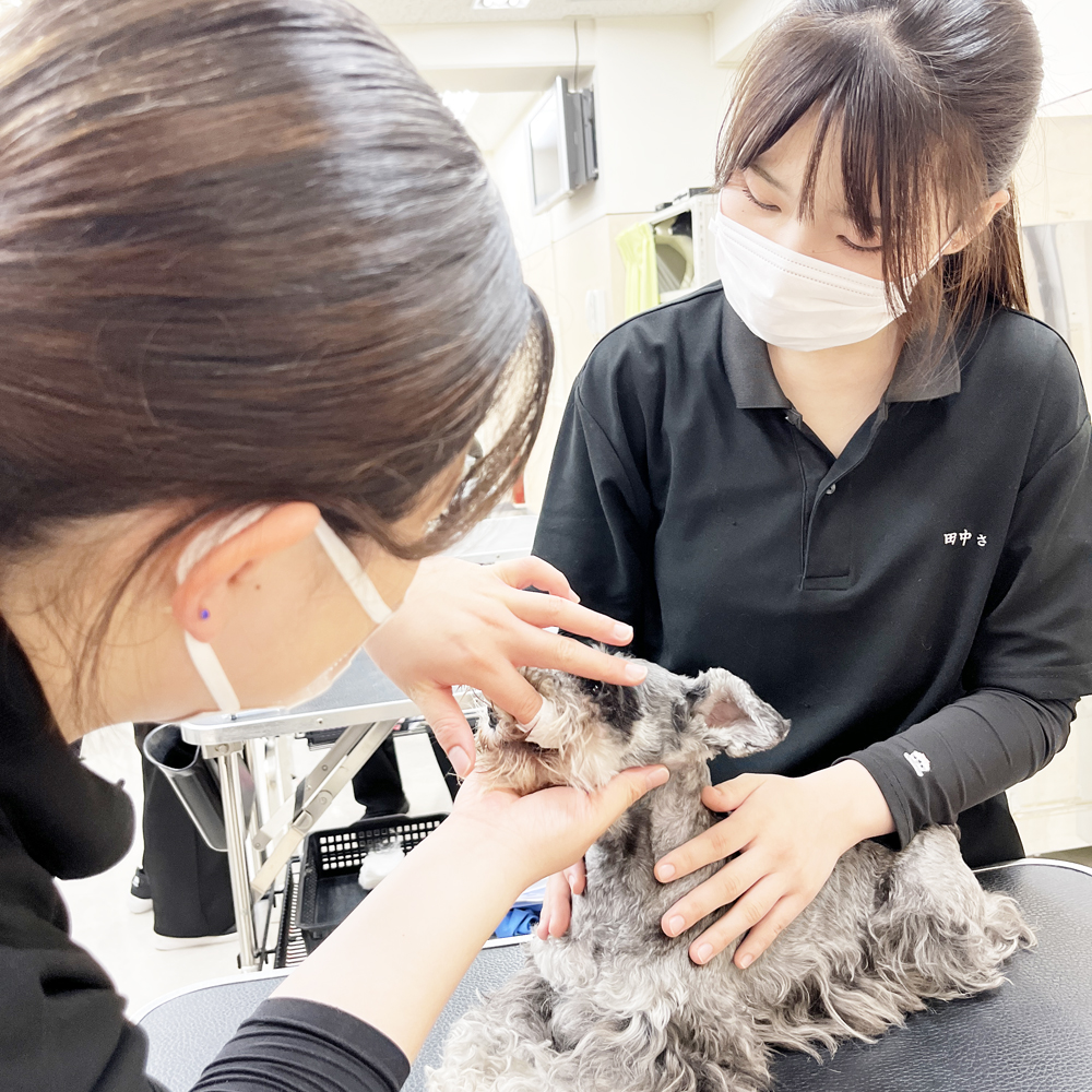 ２年生の看護実習～保定＆歯みがき～